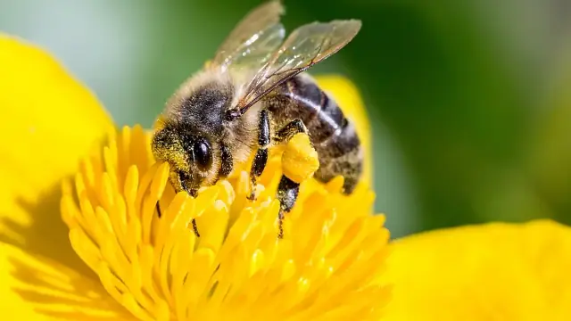 Honey bee on a yellow flower showing a narrow waist for online insect identification