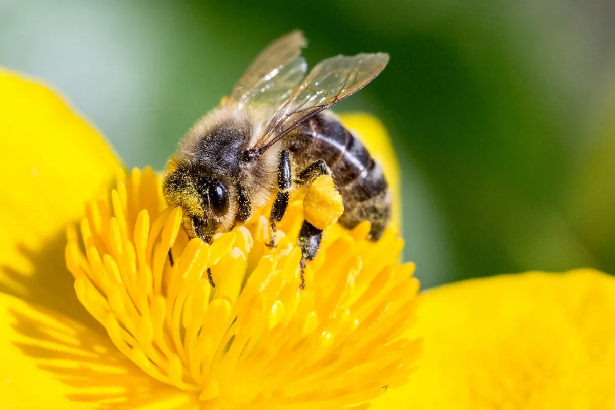 Honey bee on a flower for garden insect and pollinator identification online