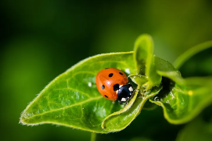 Ladybug sample for AI insect identifier