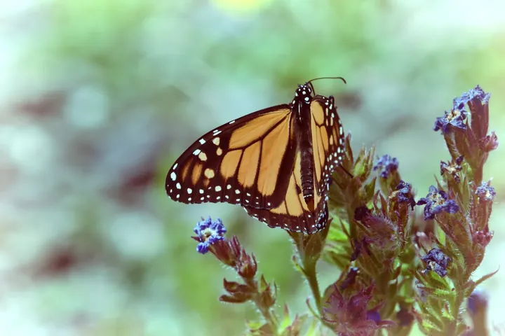Example AI insect identification result for Monarch butterfly Danaus plexippus