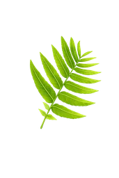Compound leaf sample for plant identification