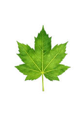 Maple leaf sample for plant identification