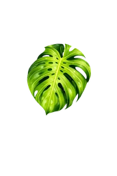 Monstera leaf sample for plant identification