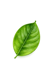 Ovate leaf sample for plant identification