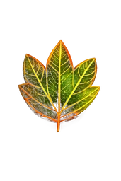 Palmate leaf sample for plant identification