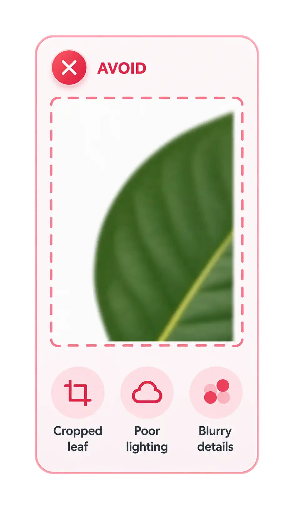 Example of a leaf photo to avoid, with blur, cropping, and heavy shadows.