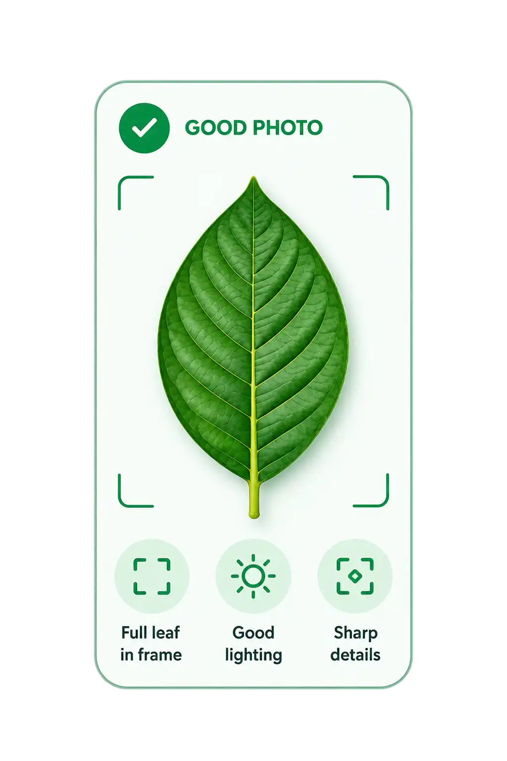 Example of a good leaf photo with the full leaf, sharp veins, and even light.