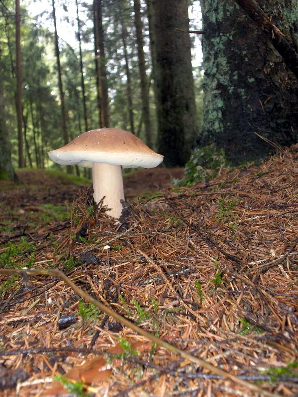 Boletus edulis mushroom growing in a forest