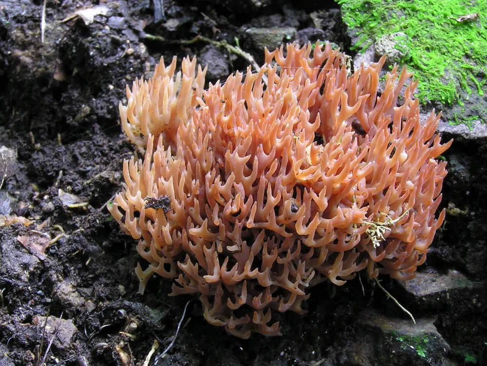 Pink coral fungus branching on a forest floor