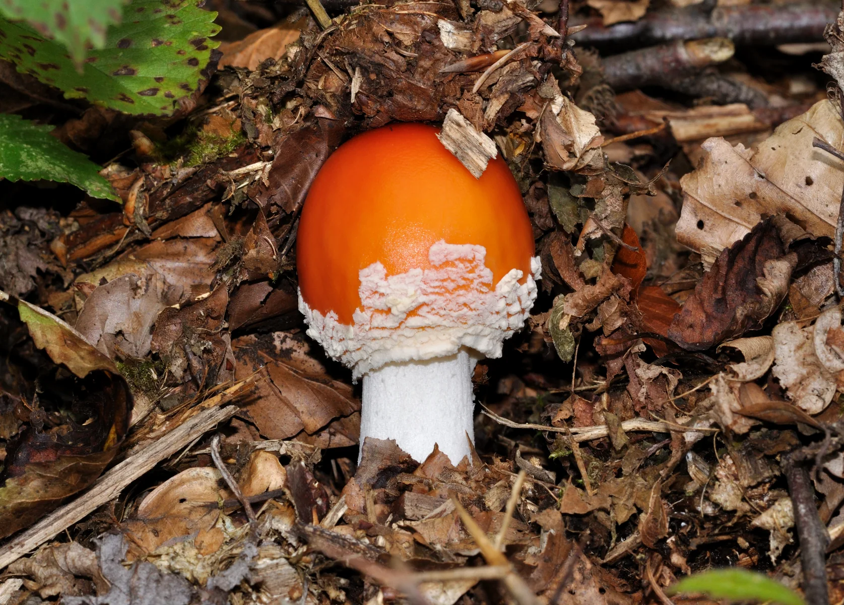 Young fly agaric Amanita mushroom emerging from leaf litter