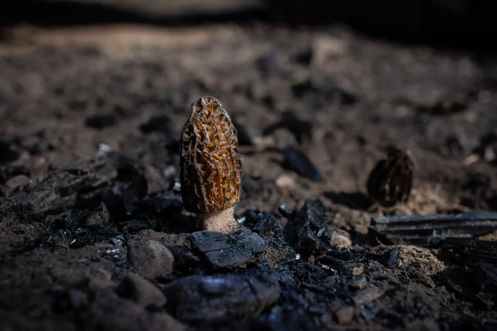 Morel mushroom with honeycomb cap in woodland