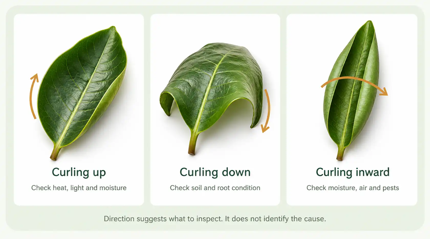 Three illustrated leaf curl directions: upward, downward and inward, with suggested checks