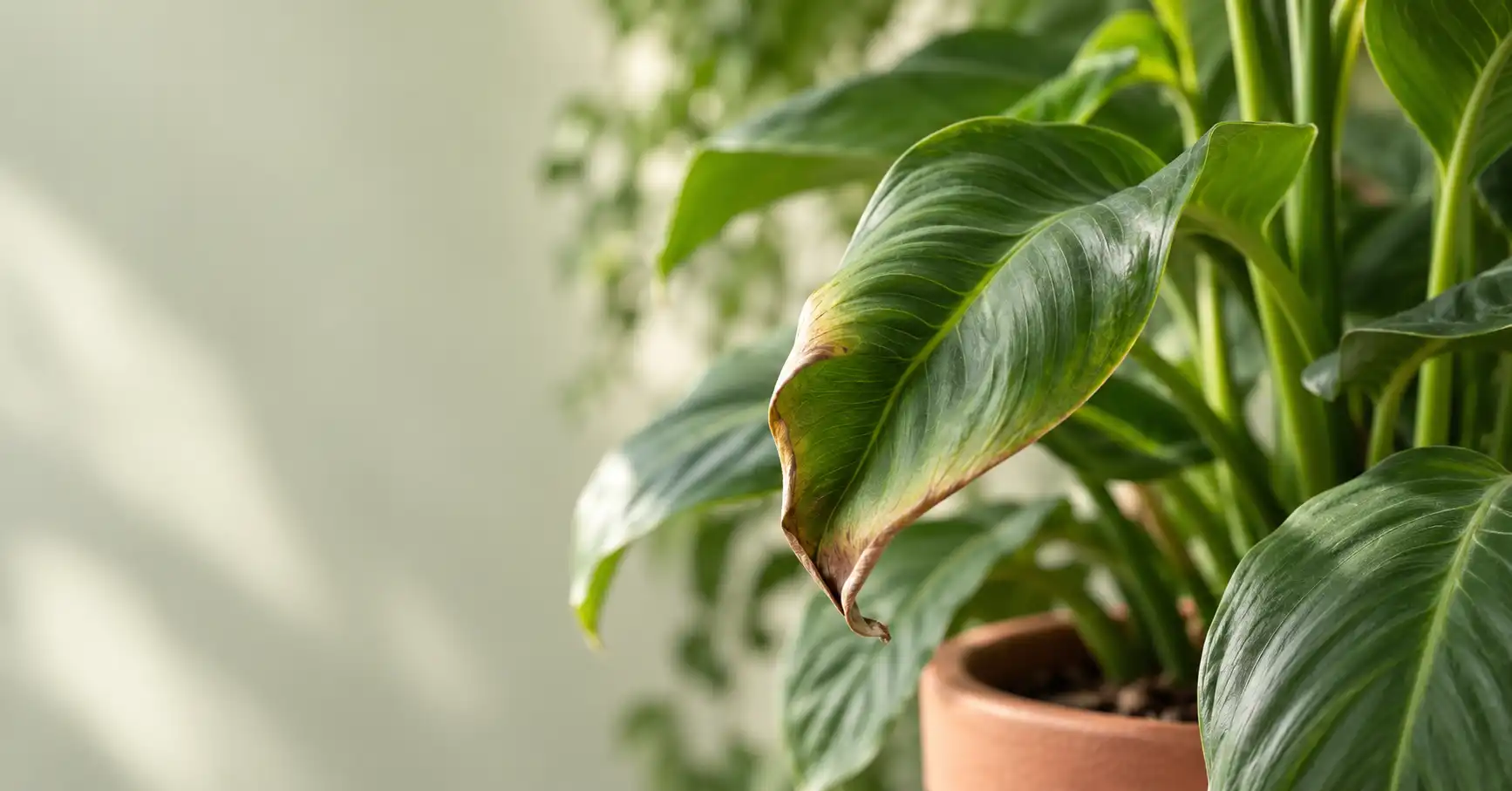 Why Are My Plant Leaves Curling? 10 Causes & Fixes